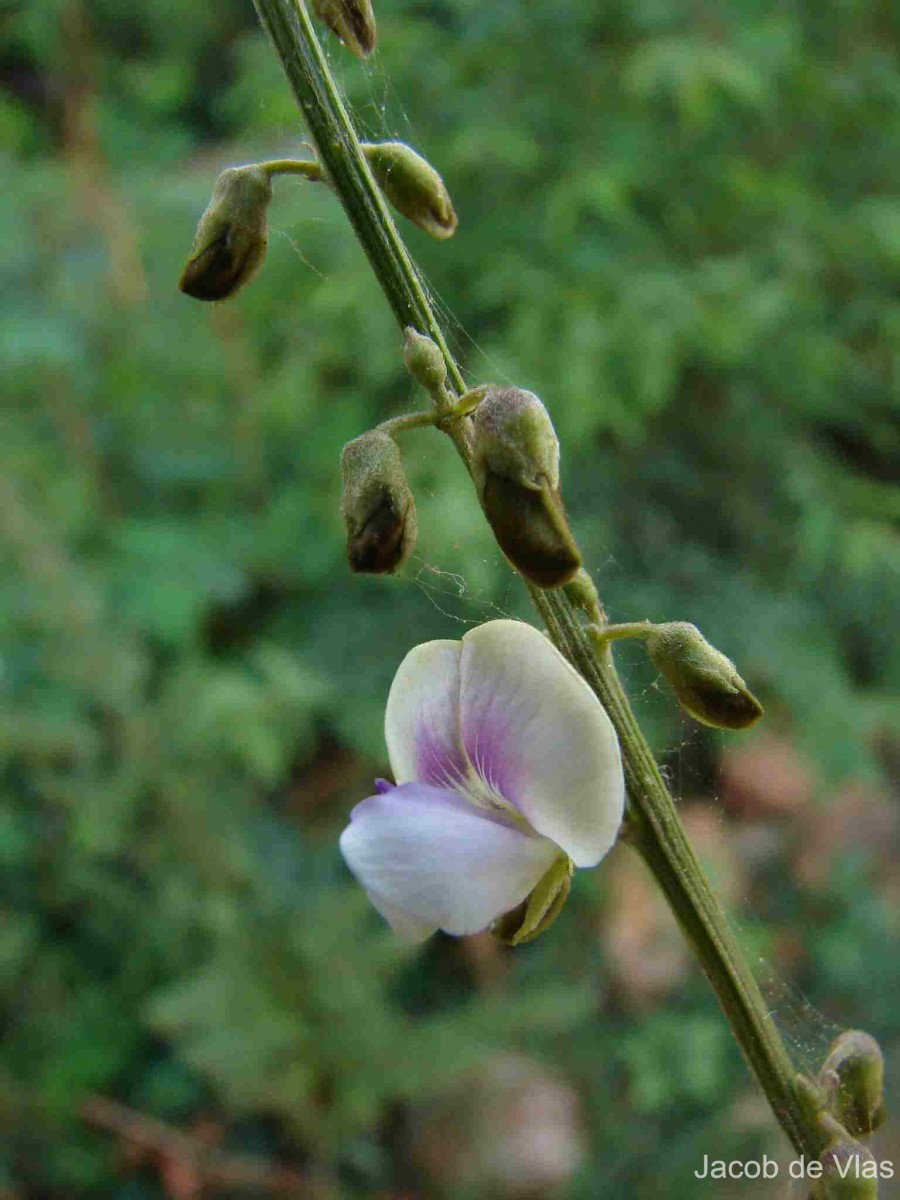 Tephrosia noctiflora Bojer ex Baker